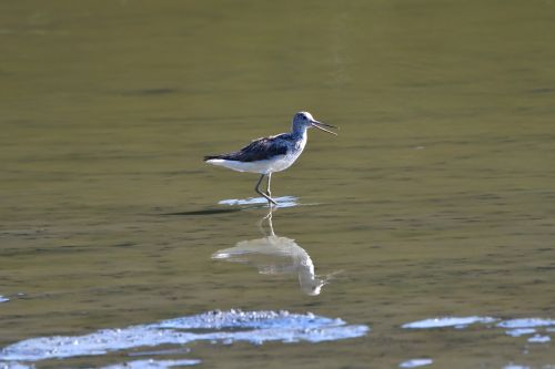 waters bird lake