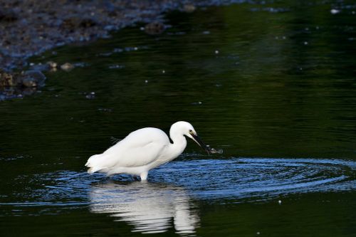 waters bird natural