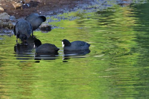 waters natural wild animals