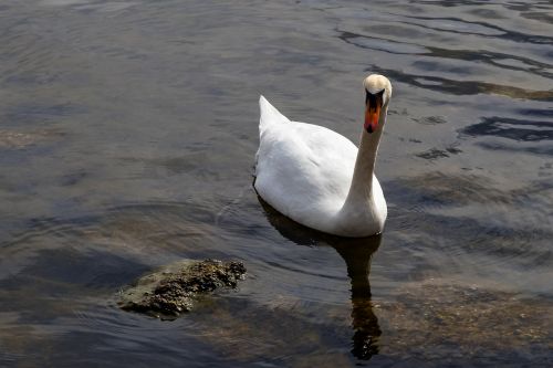 waters bird lake