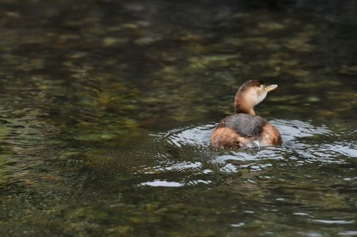 waters pond bird