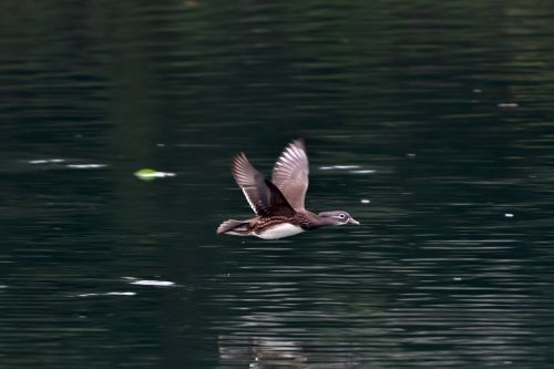 waters pond reflection