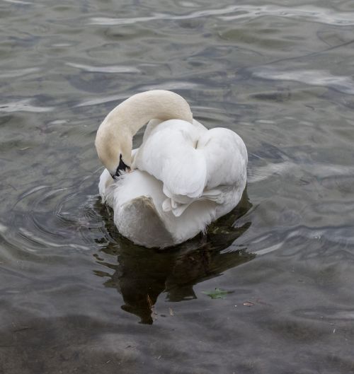 waters bird swan