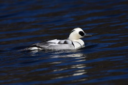 waters wild animals bird