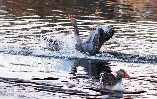 waters bird nature