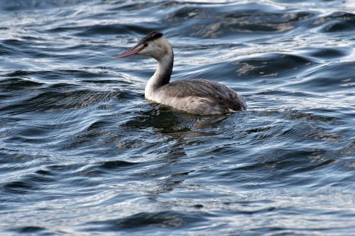 waters pond bird