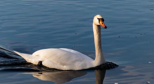 waters bird swan