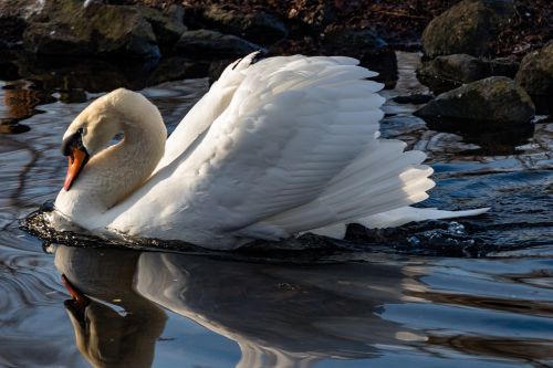 waters bird nature