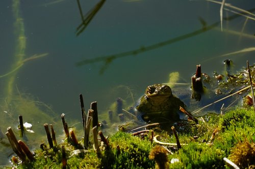 waters  nature  toad
