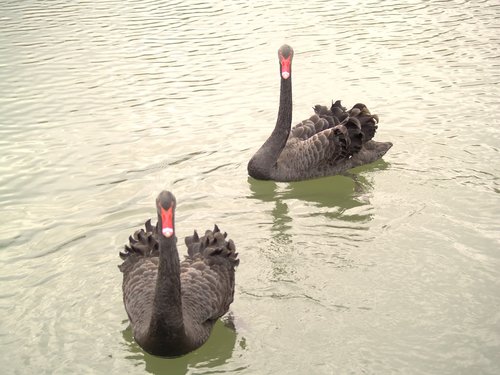 waters  swan  lake