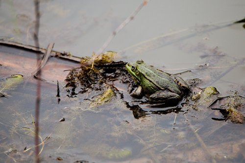 waters  nature  puddle