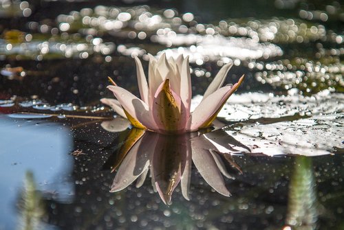 waters  nature  flower