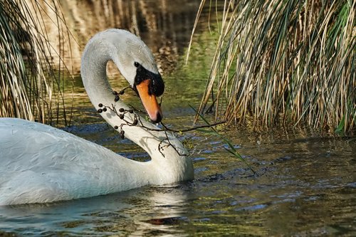 waters  bird  swan