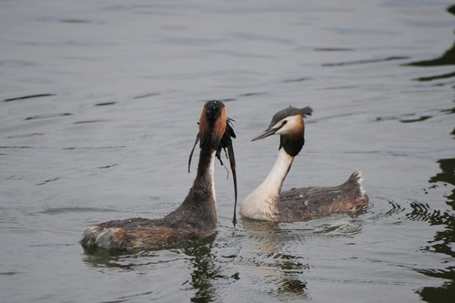 waters  great crested grebe  courtship