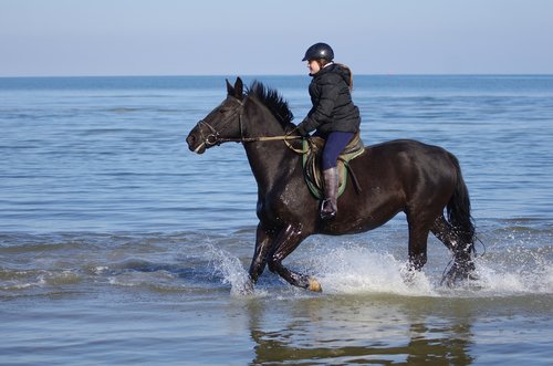 waters  horse