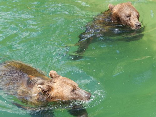 waters  nature  swim