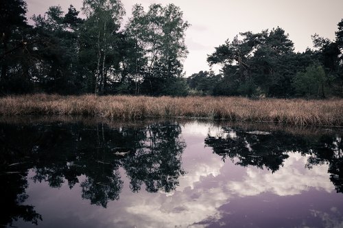 waters  tree  lake