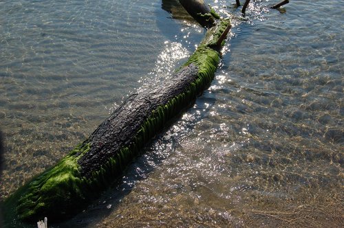 waters  nature  sea