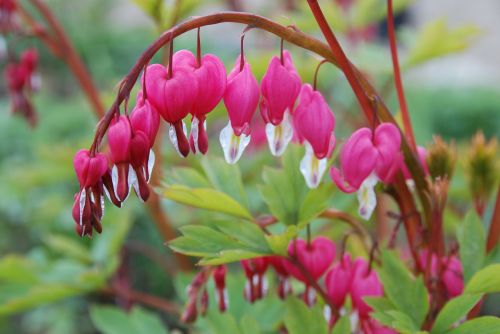 watery heart blossom bloom