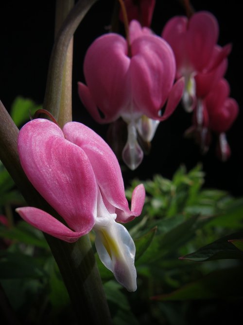 watery heart  dicentra spectabilis  plant