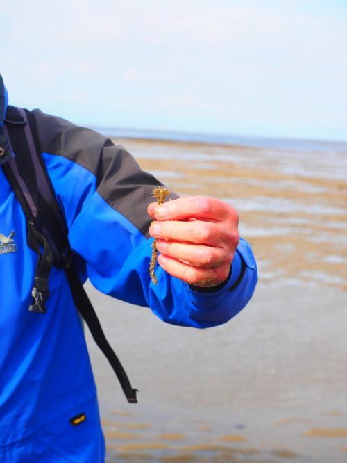 watt leader tree tube worm worm