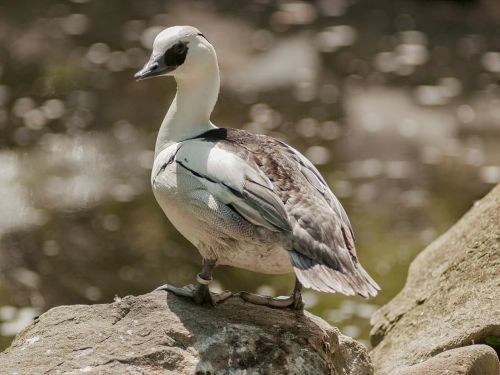 bird zoo nature