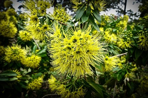 wattle bloom acacia