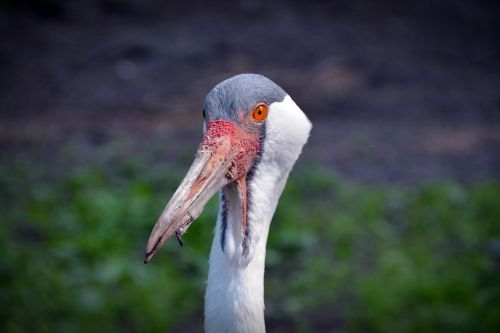 wattled crane crane bird