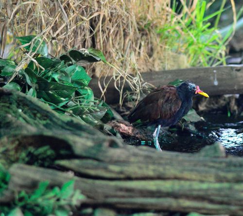 wattled jacana bird fly