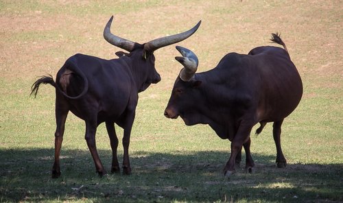 watusi-cattle  beef  mammal