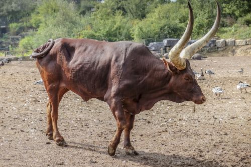 watusirund horn beef