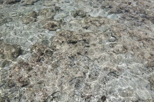 wave sea coral