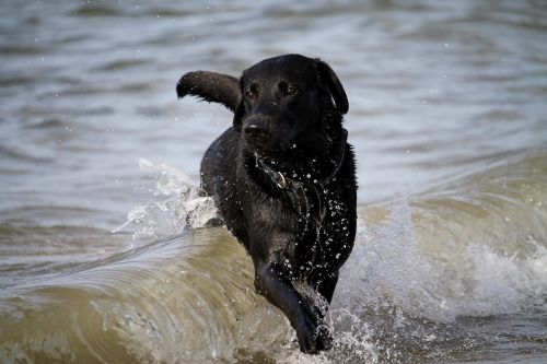 wave dog water