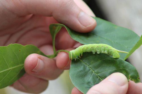 Waved Sphinx Caterpillar On Leaf 5