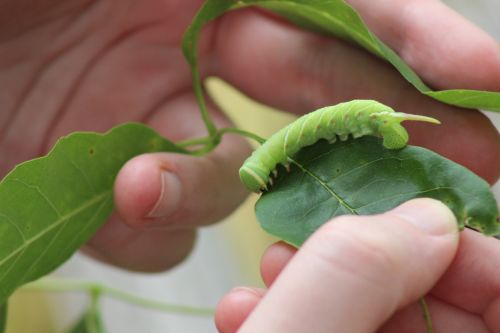 Waved Sphinx Caterpillar On Leaf 6