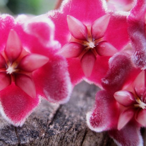 waxplant hoya pink