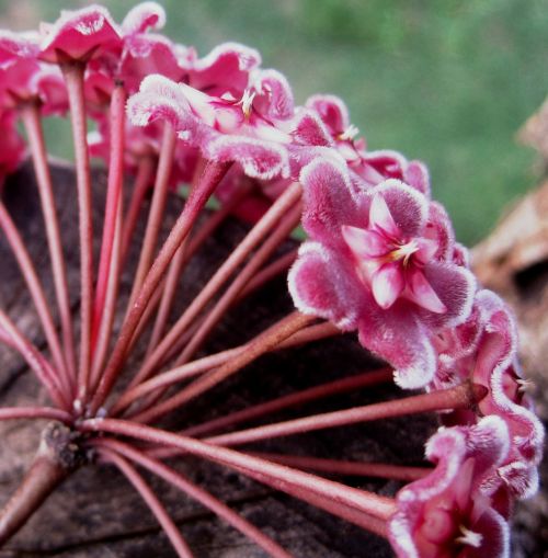 waxplant hoya pink