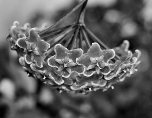 Waxplant Flower In Black &amp; White