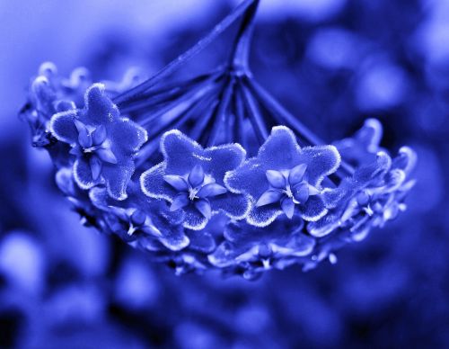 Waxplant Flower In Blue Tints