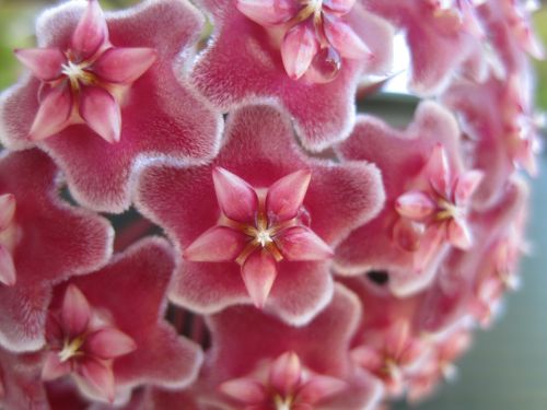 Waxplant Flowering