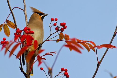 waxwing bird rowan