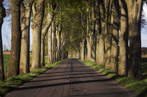 way tree landscape