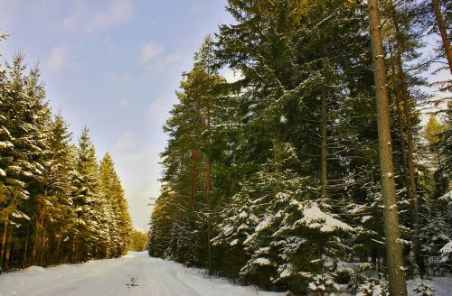 way forest winter