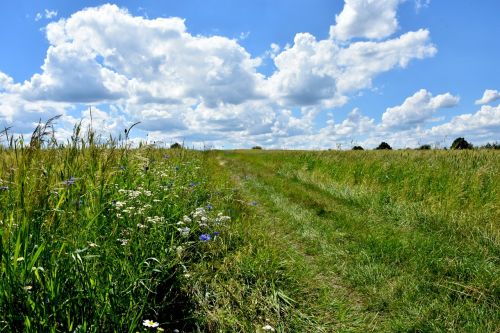 way meadow nature