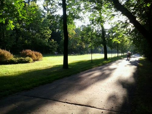 way light trees