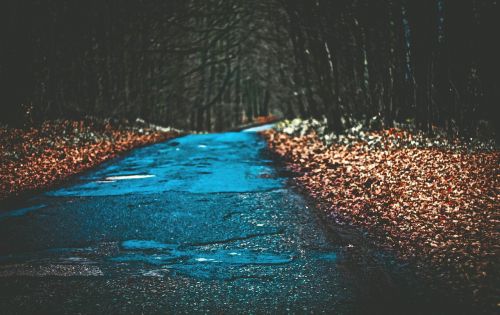 way forest foliage