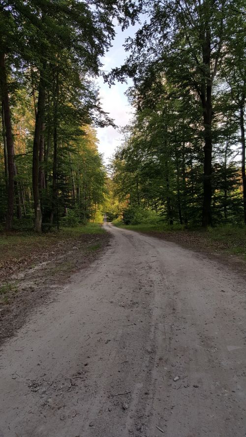 way forest nature