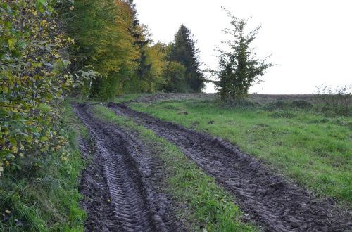 way field forest