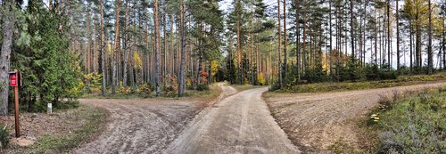 way  forest  road