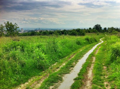 way green meadow spring